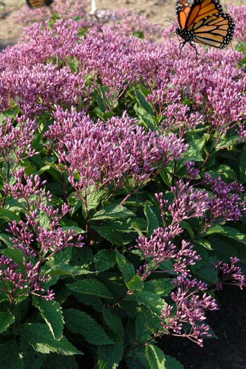  Phantom Joe Pye Weed (Eupatorium) - 1 Gallon Pot