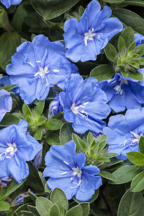  Blue My Mind Evolvulus (Blue Daze) - 1 Gallon Pot