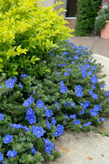  Blue My Mind Evolvulus (Blue Daze) - 1 Gallon Pot