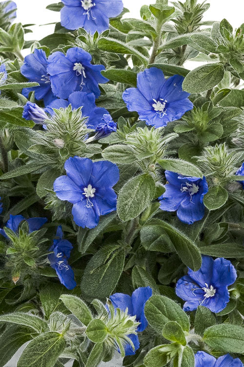  Blue My Mind Evolvulus (Blue Daze) - 1 Gallon Pot
