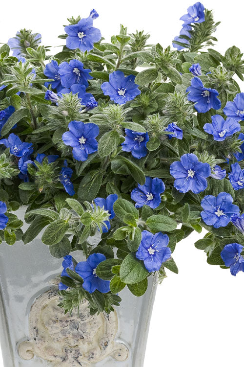  Blue My Mind Evolvulus (Blue Daze) - 1 Gallon Pot