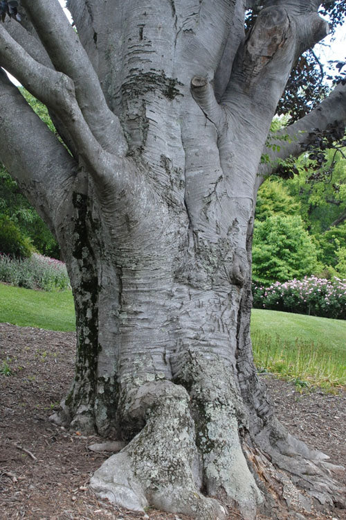  American Beech Tree (Fagus Grandifolia) - 1 Gallon Pot