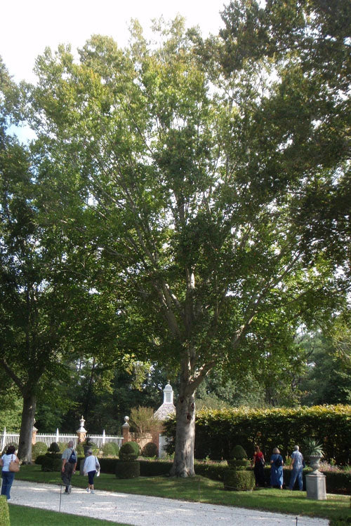  American Beech Tree (Fagus Grandifolia) - 1 Gallon Pot