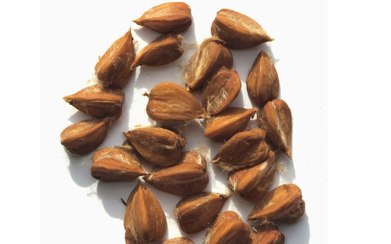  American Beech Tree (Fagus Grandifolia) - 1 Gallon Pot