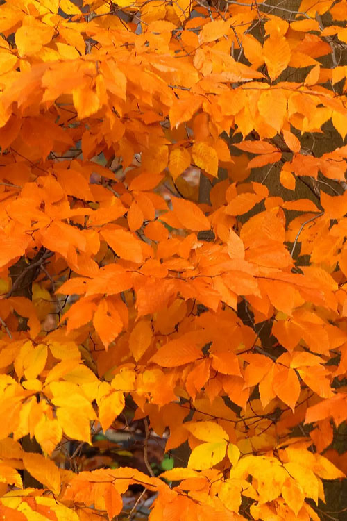  American Beech Tree (Fagus Grandifolia) - 1 Gallon Pot
