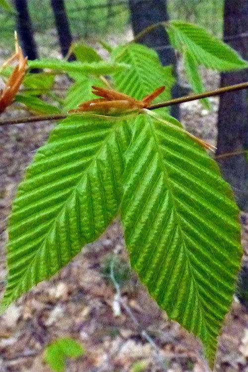  American Beech Tree (Fagus Grandifolia) - 1 Gallon Pot