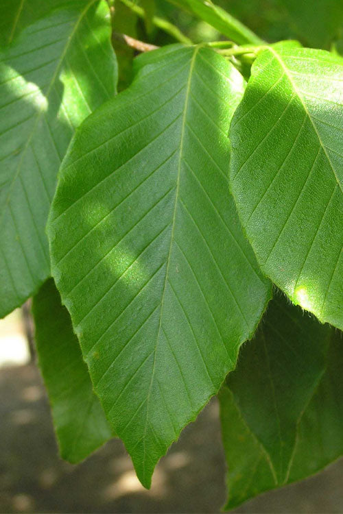  American Beech Tree (Fagus Grandifolia) - 1 Gallon Pot