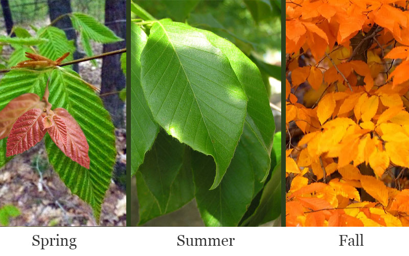  American Beech Tree (Fagus Grandifolia) - 1 Gallon Pot