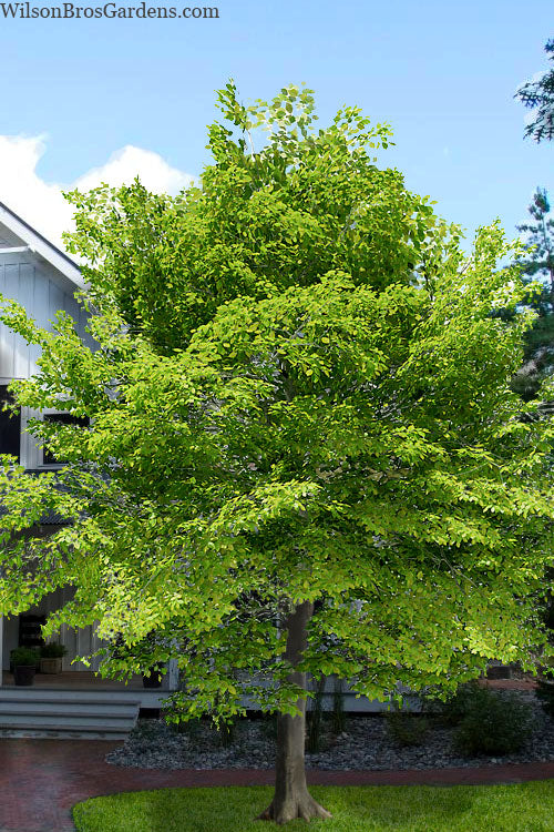  American Beech Tree (Fagus Grandifolia) - 1 Gallon Pot