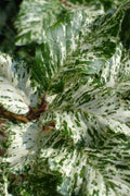  Franken Variegated European Beech Tree - 7 Gallon Pot