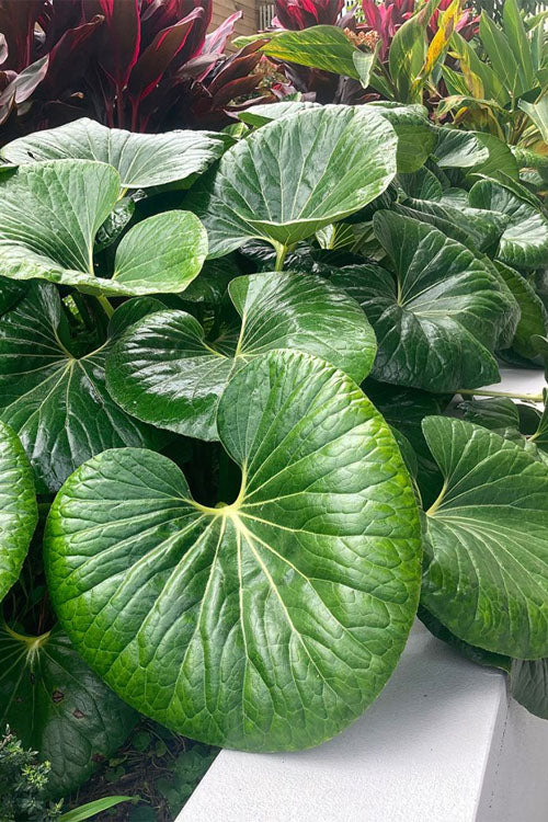  Tractor Seat Plant (Farfugium) - 1 Gallon Pot