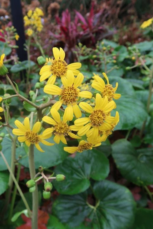  Tractor Seat Plant (Farfugium) - 1 Gallon Pot