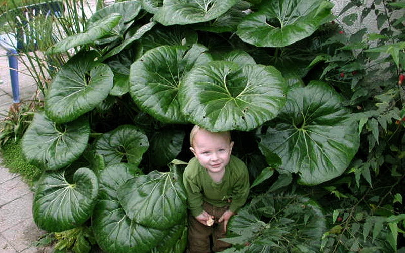  Tractor Seat Plant (Farfugium) - 1 Gallon Pot