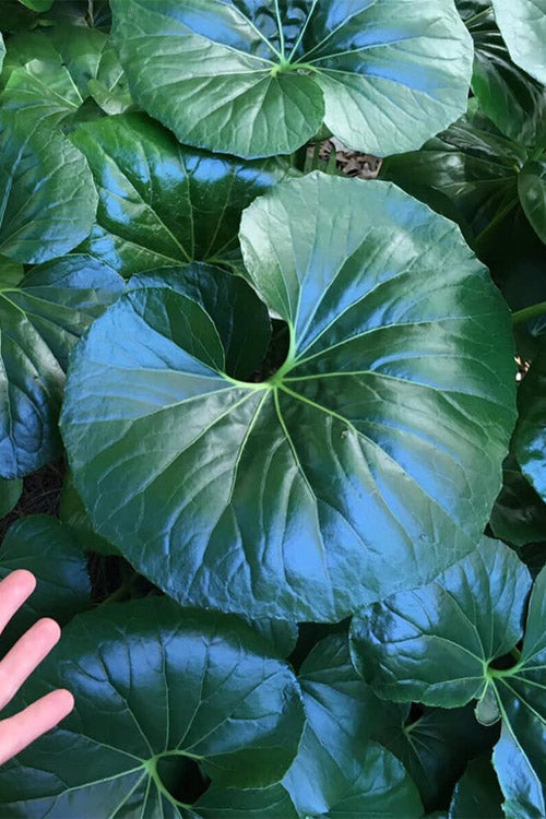  Tractor Seat Plant (Farfugium) - 3 Gallon Pot