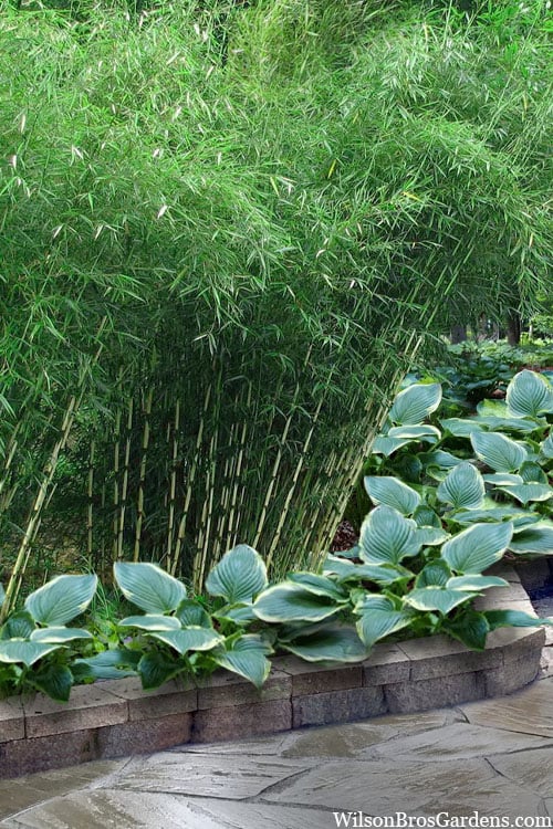  Robust Bamboo - Fargesia Robusta - 1 Gallon Pot