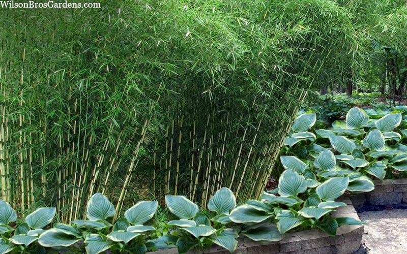  Robust Bamboo - Fargesia Robusta - 1 Gallon Pot