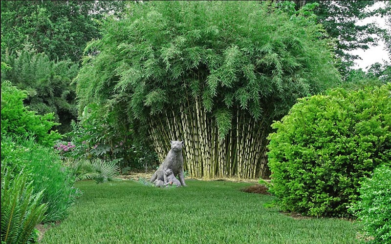  Robust Bamboo - Fargesia Robusta - 1 Gallon Pot