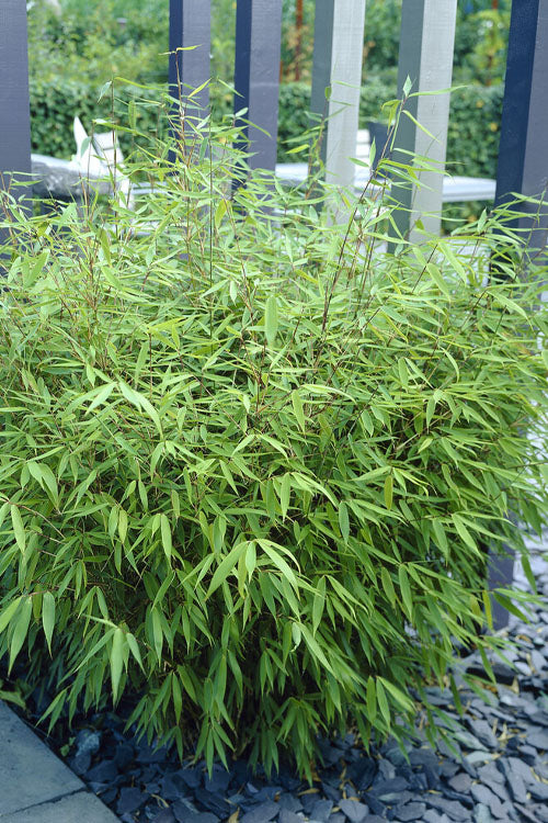  Sunset Glow Clumping Bamboo (Fargesia Rufa) - 1 Gallon Pot