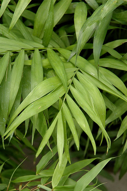  Sunset Glow Clumping Bamboo (Fargesia Rufa) - 3 Gallon Pot