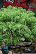  Sunset Glow Clumping Bamboo (Fargesia Rufa) - 6 Pack Of 1 Gallon Pots