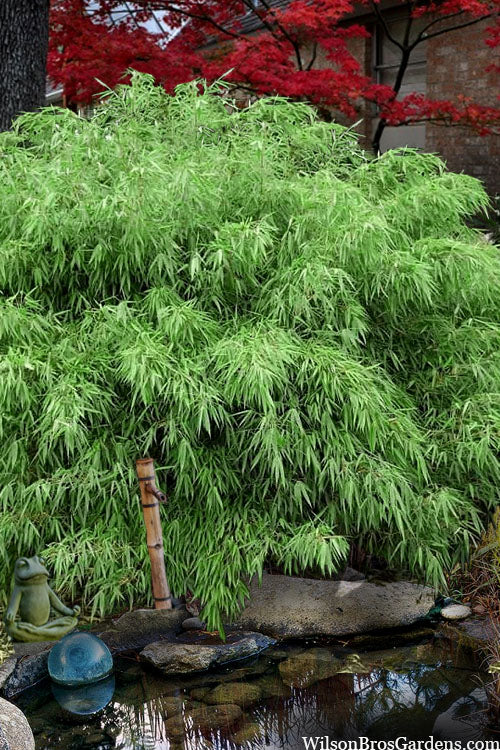  Sunset Glow Clumping Bamboo (Fargesia Rufa) - 3 Gallon Pot