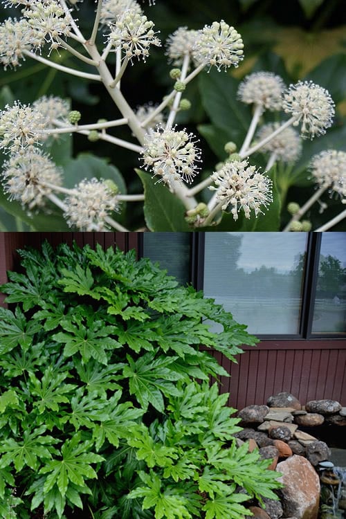  Fatsia Japonica - Japanese Aralia - Glossy Paper Plant - 5 Gallon Pot