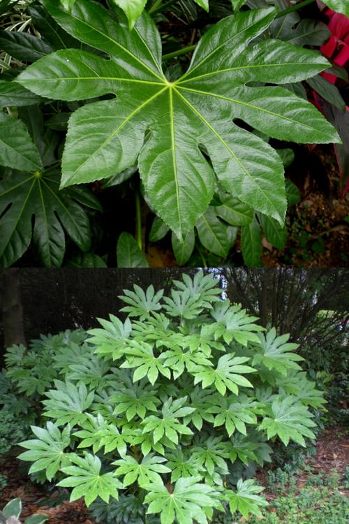  Fatsia Japonica (Japanese Aralia / Glossy Paper Plant) - 7 Gallon Pot (2-3')