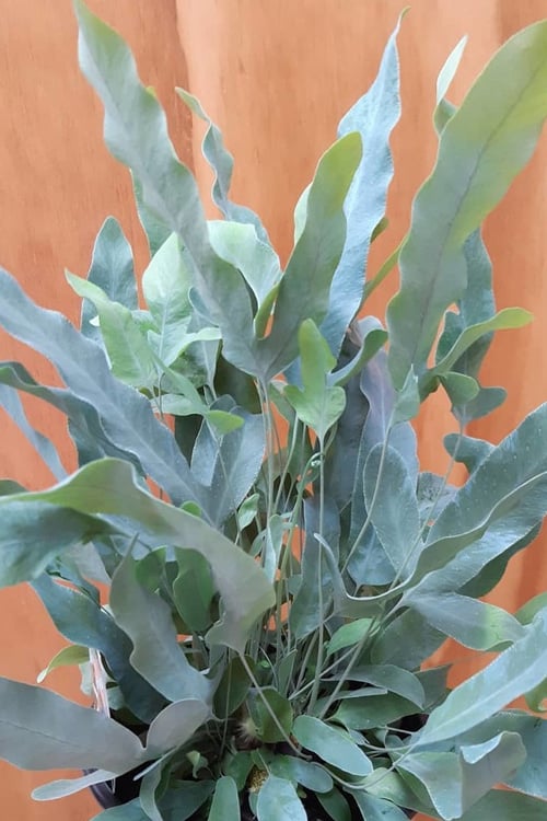  Blue Star Fern - 1 Gallon Pot 