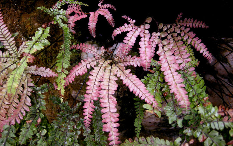  Rosy Pink Maidenhair Fern (Adiantum Hispidulum) - 6 Pack Of 1 Gallon Pots