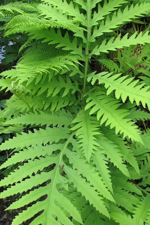  Sensitive Fern (Onoclea Sensibilis) - 1 Gallon Pot