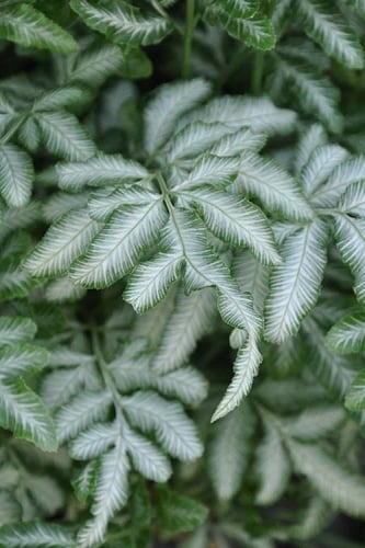  Silver Lace Fern - 5 Pack Of Quart Pots