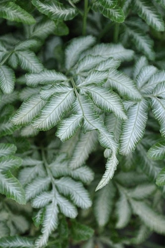  Silver Lace Fern - 5 Pack Of Quart Pots