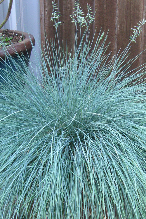  Beyond Blue Festuca (Fescue) - 6 Pack Of 1 Gallon Pots