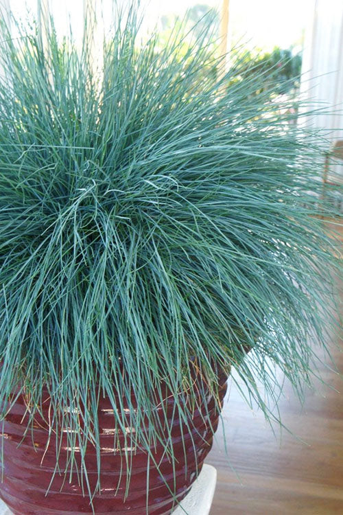  Beyond Blue Festuca (Fescue) - 6 Pack Of 1 Gallon Pots
