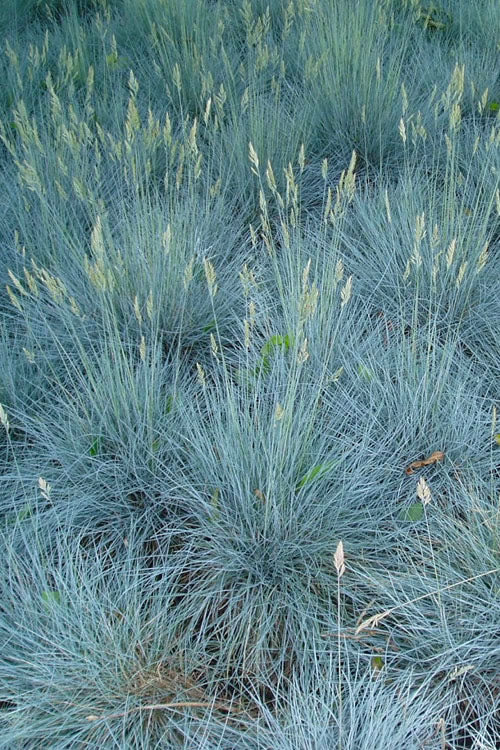  Beyond Blue Festuca (Fescue) - 6 Pack Of 1 Gallon Pots