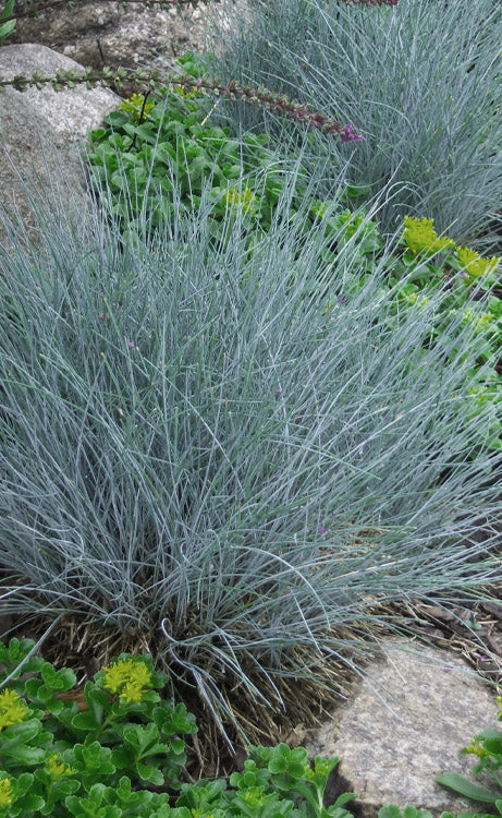  Elijah Blue Fescue Grass (Festuca Glauca) - 1 Gallon Pot