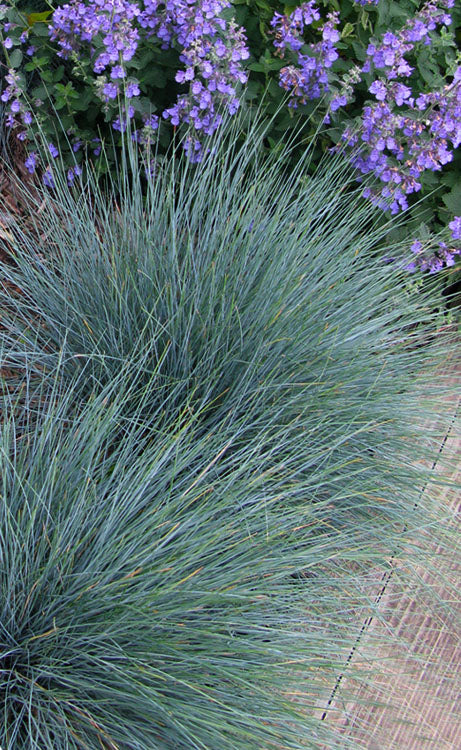  Elijah Blue Fescue Grass (Festuca Glauca) - 1 Gallon Pot