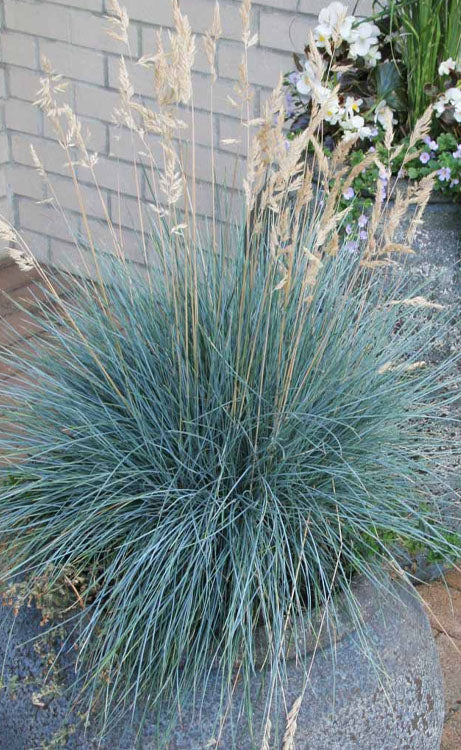  Elijah Blue Fescue Grass (Festuca Glauca) - 1 Gallon Pot