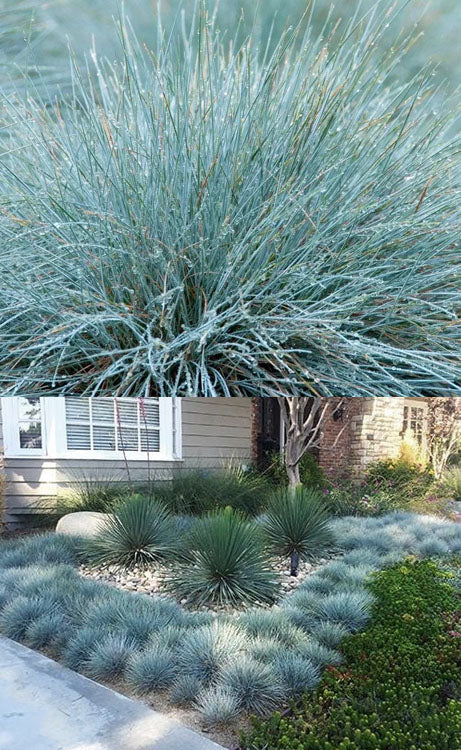  Elijah Blue Fescue Grass (Festuca Glauca) - 1 Gallon Pot