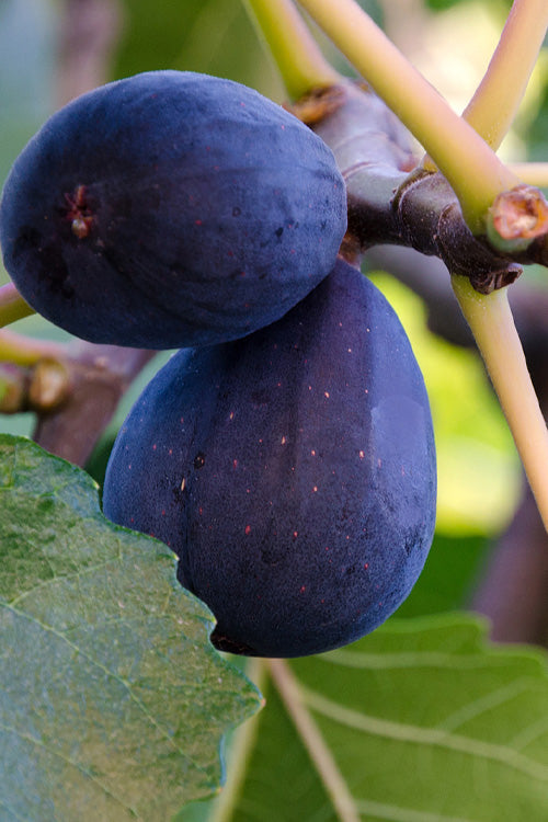  Black Mission Fig Tree - 1 Gallon Pot
