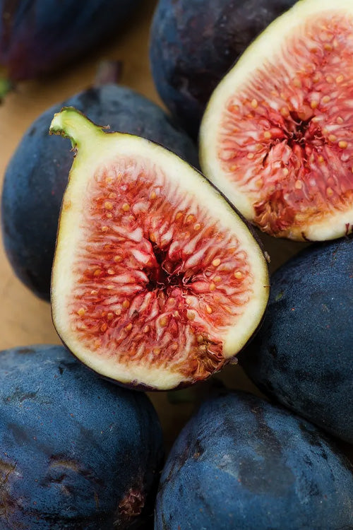  Black Mission Fig Tree - 1 Gallon Pot