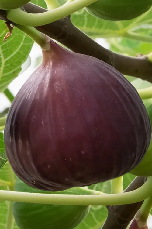  Brown Turkey Fig Tree - 2.5 Gallon Pot