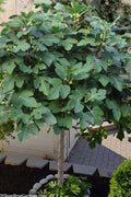  Brown Turkey Fig Tree (Single Trunk Tree Form) - 5 Gallon Pot