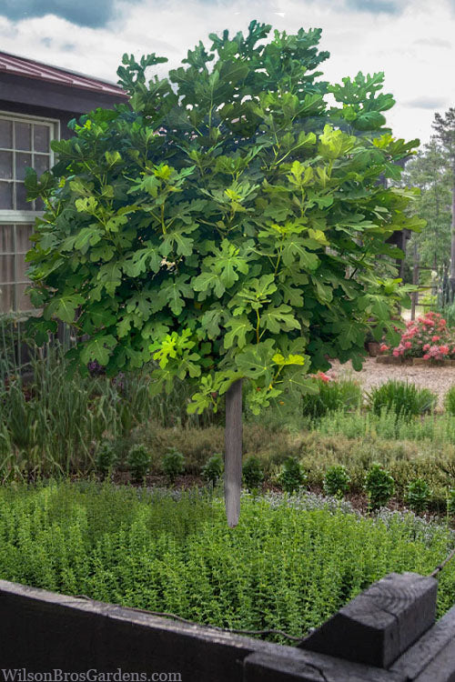  Celeste Fig Tree (Single Trunk Tree Form)- 3 Gallon Pot