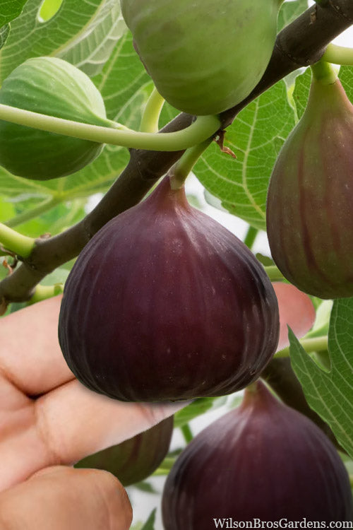  Little Ruby Dwarf Fig Tree - 7 Gallon Pot
