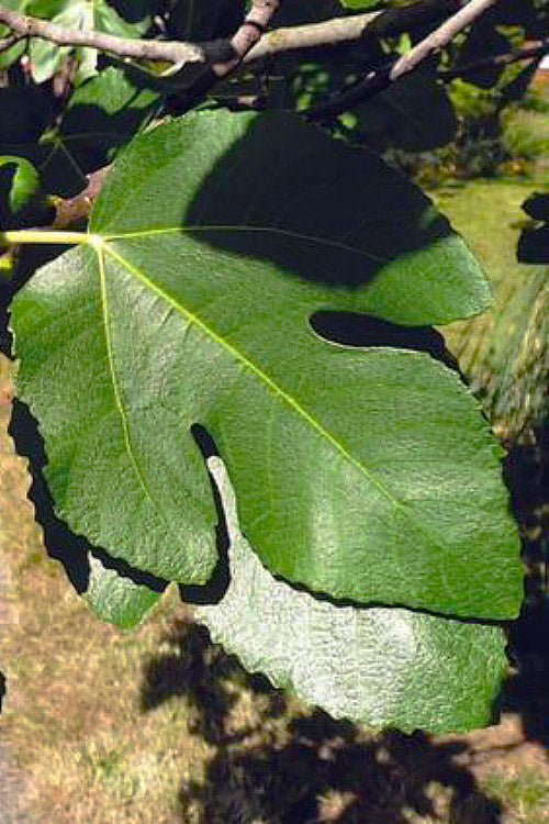  Little Ruby Dwarf Fig Tree - 7 Gallon Pot