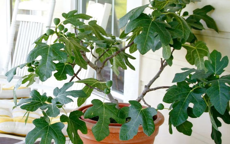  Little Ruby Dwarf Fig Tree - 7 Gallon Pot