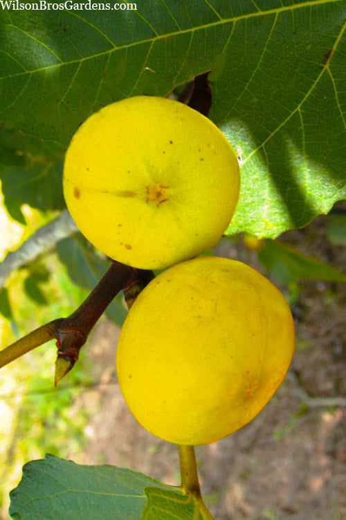  LSU Gold Fig Tree - 5 Gallon Pot