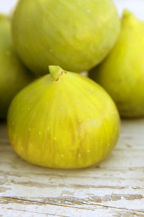  LSU Gold Fig Tree - 5 Gallon Pot