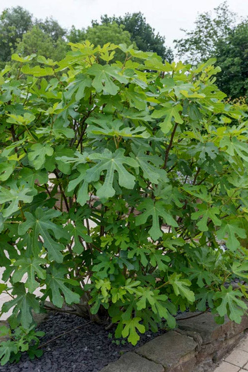  LSU Gold Fig Tree - 5 Gallon Pot